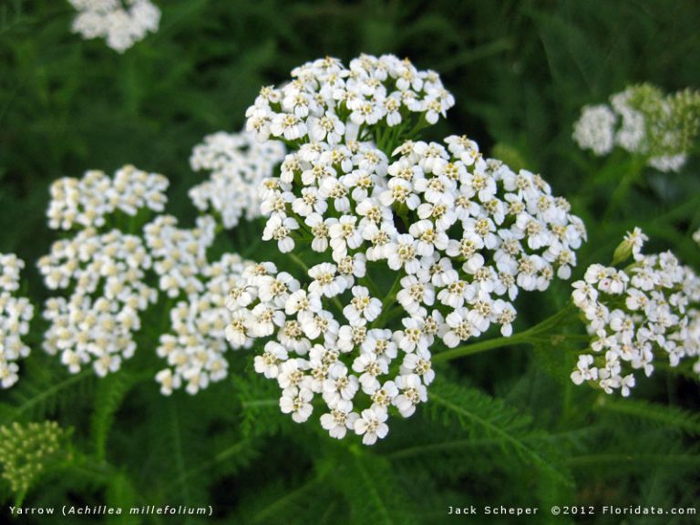 23 Medicinal Plants the Native Americans Used on a Daily Basis